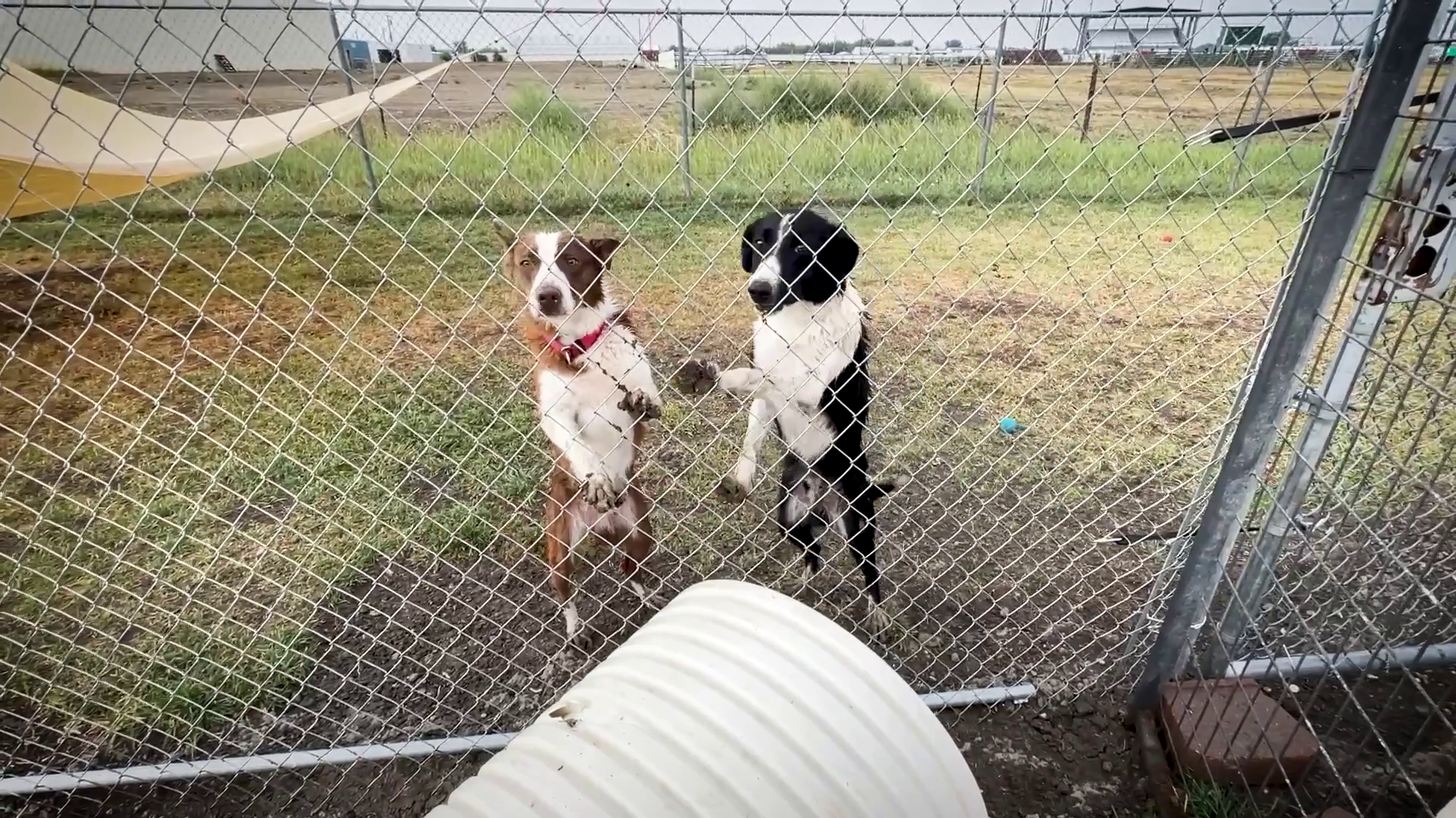 PAWS OF CHINOOK PUPPIES