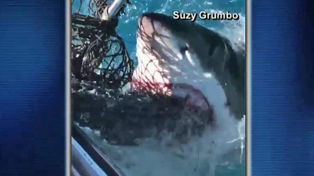 wptv-shark-encounter-.jpg