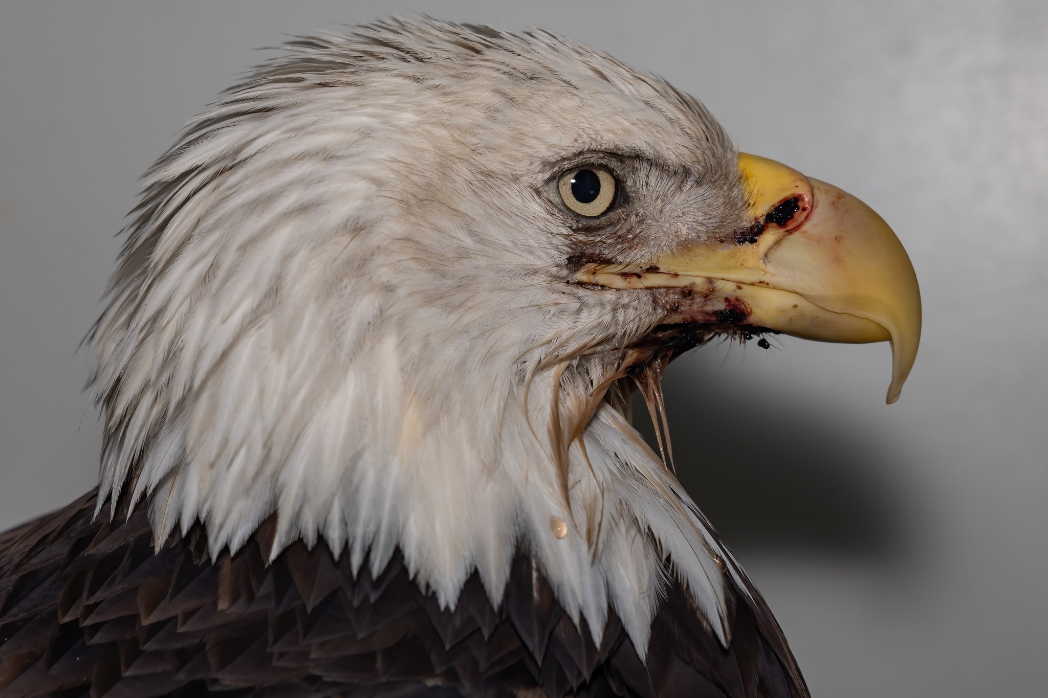 PHOTO- Clay the eagle 