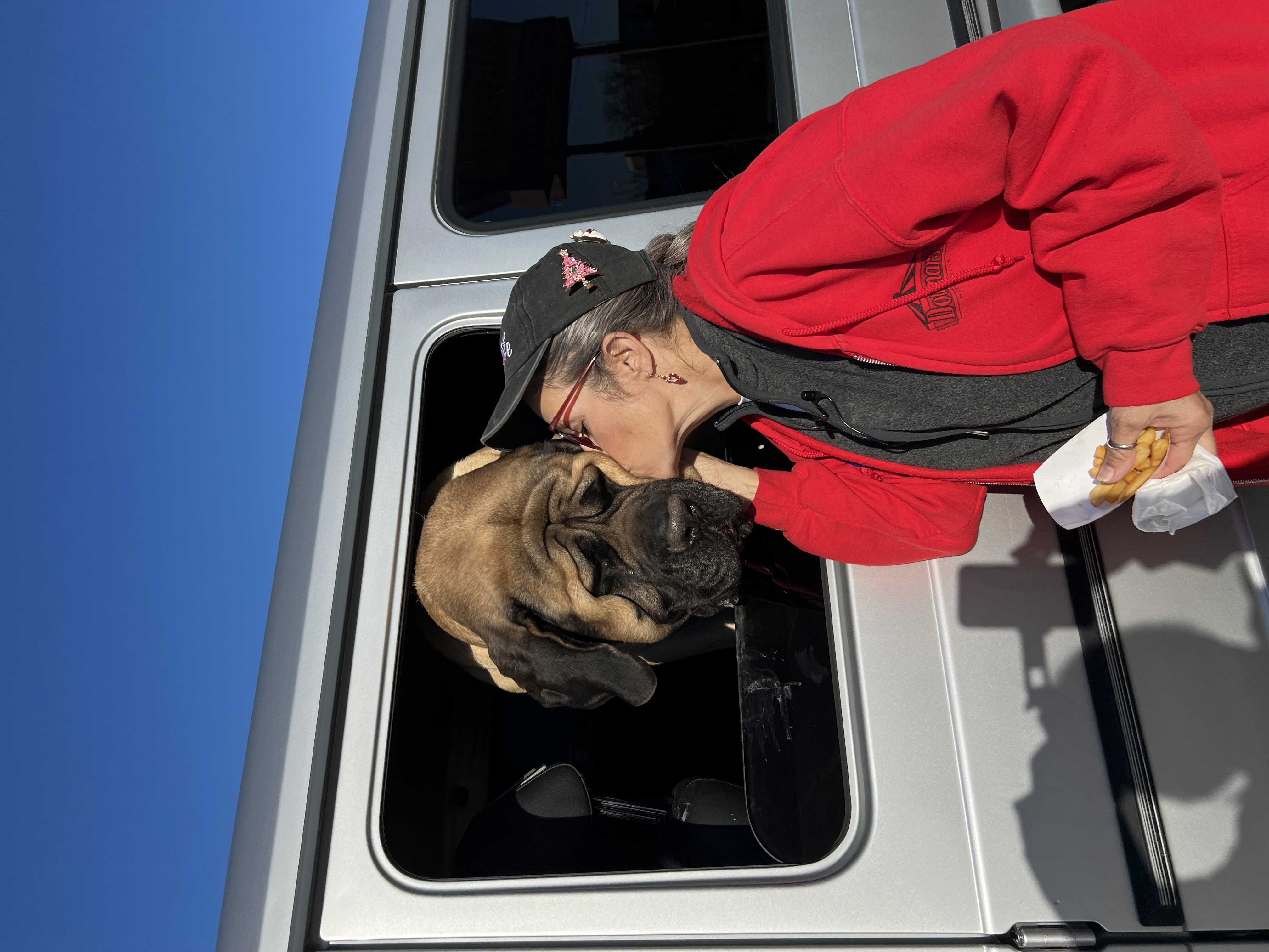 Pooh Bear the Mastiff 