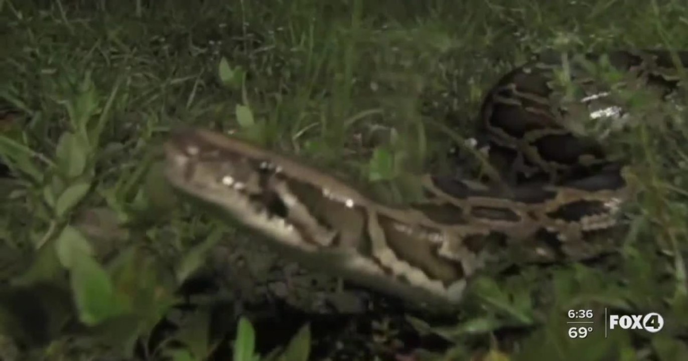 snake2.jpg