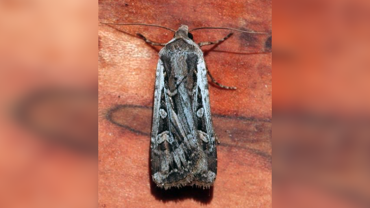 miller moth csu extention_.png