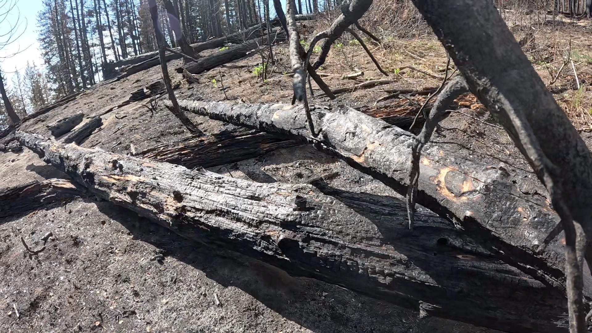 Rock Fire Aftermath
