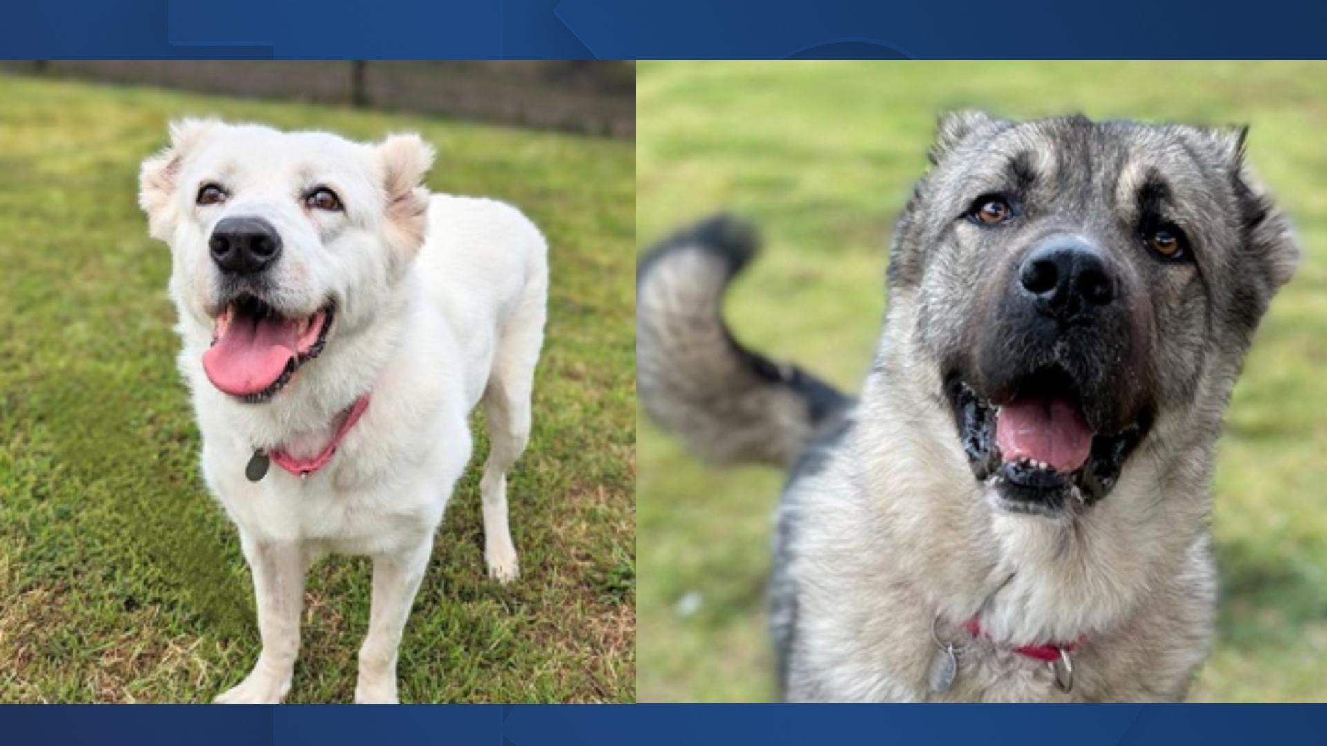 Dogs still up for adoption after shocking animal cruelty bust in Nye County in 2022