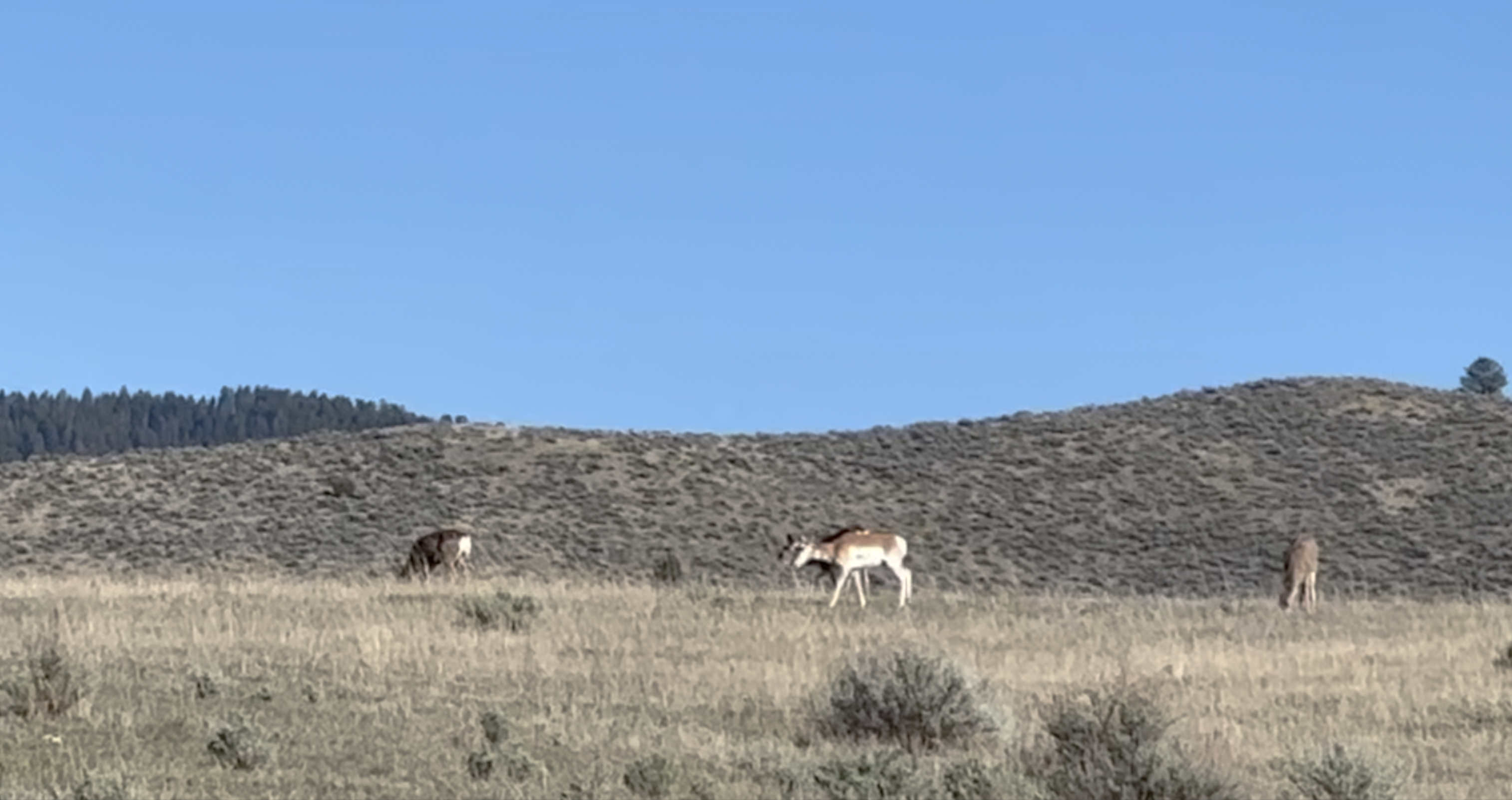 BITTERROOT PRONGHORN