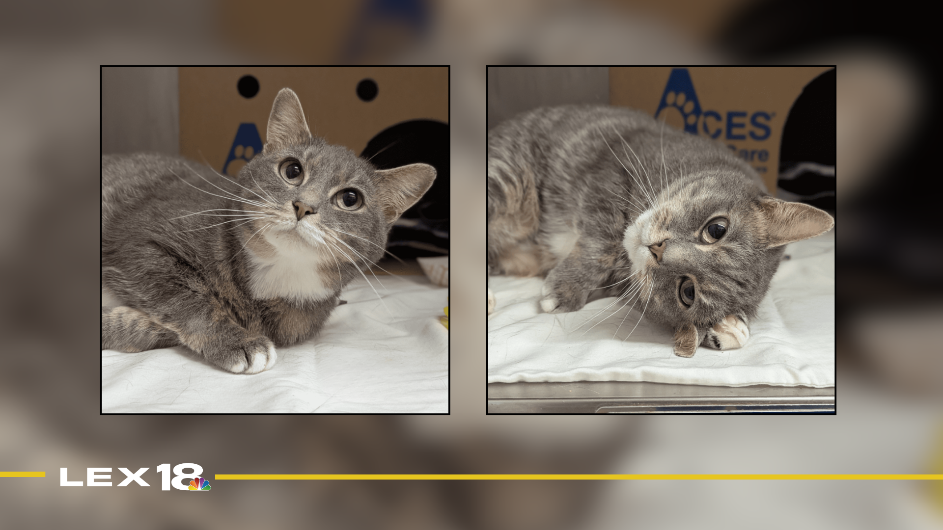 Featured Image Custom Edit (14).png