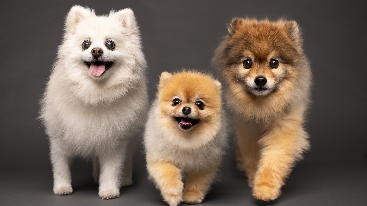 A Gold Photo Pet Photographer2.png