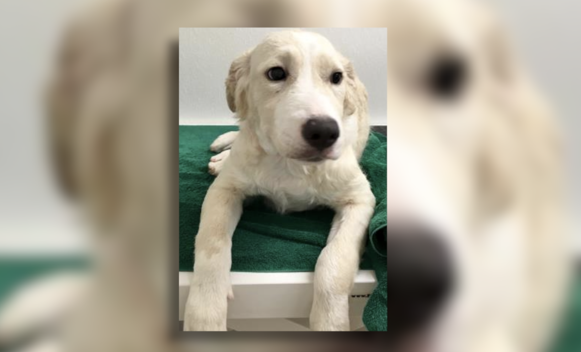 halo rescue metro center