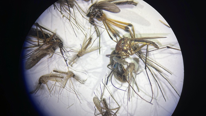 Pasco Mosquito Control working to protect citizens from dengue fever