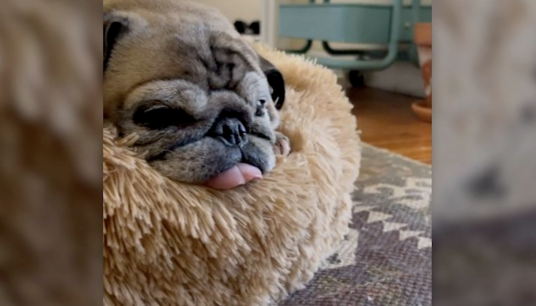 noodle the pug