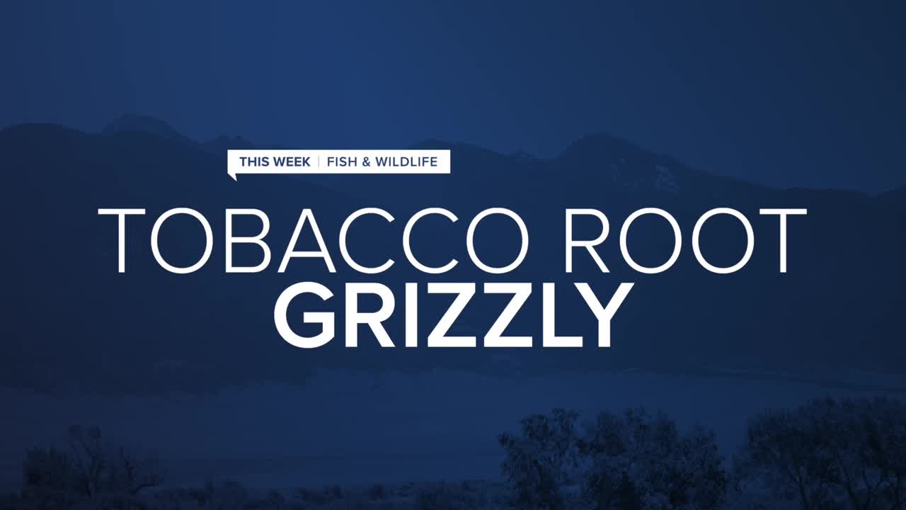 tobacco root grizzly.jpg