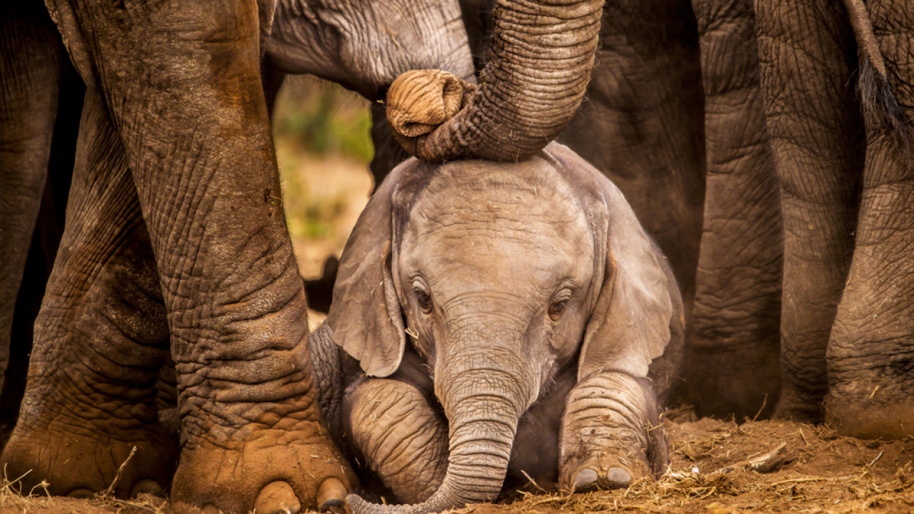 Baby African elephant