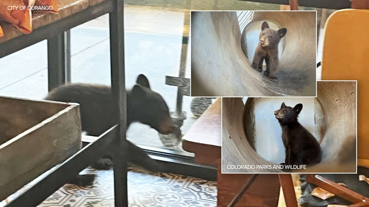 bear cub in Durango store