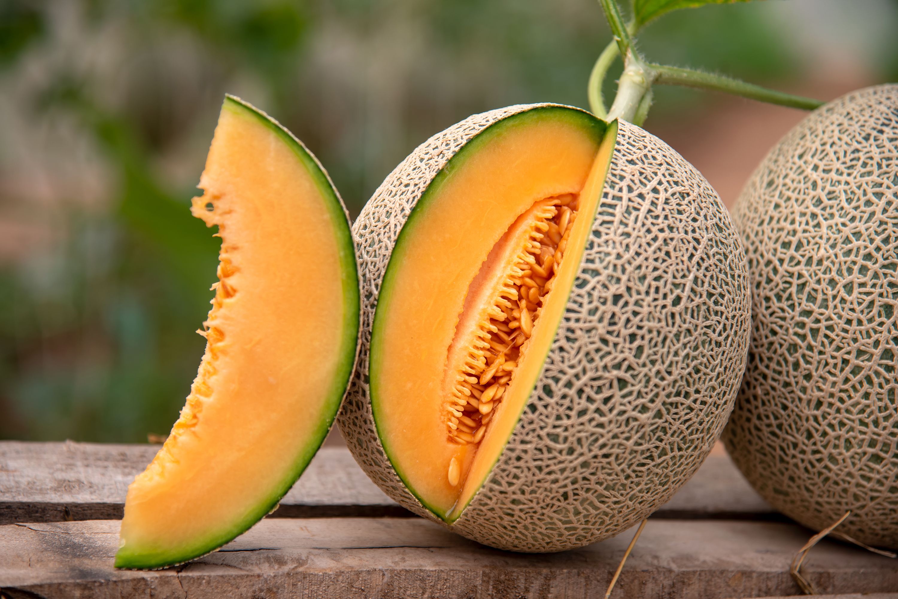 Cantaloupe