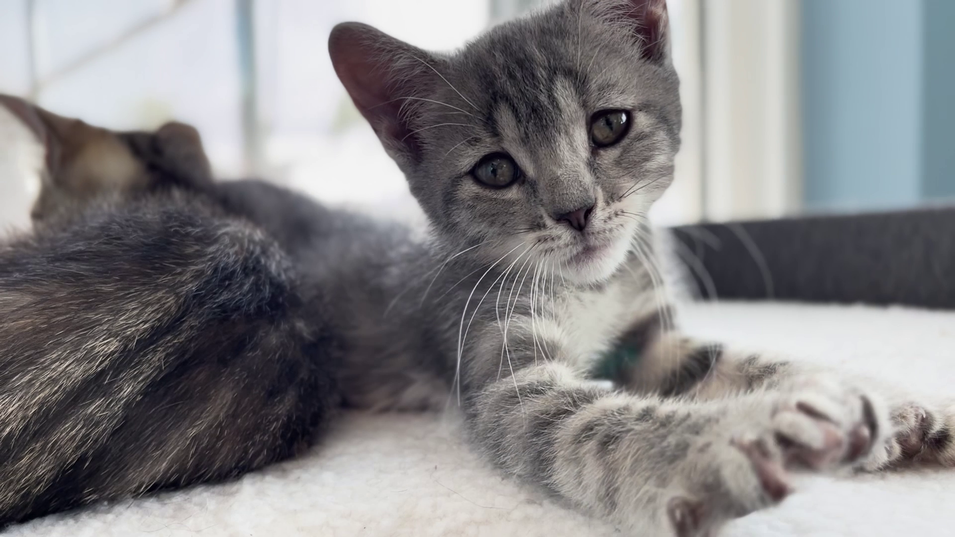 kitten in helena