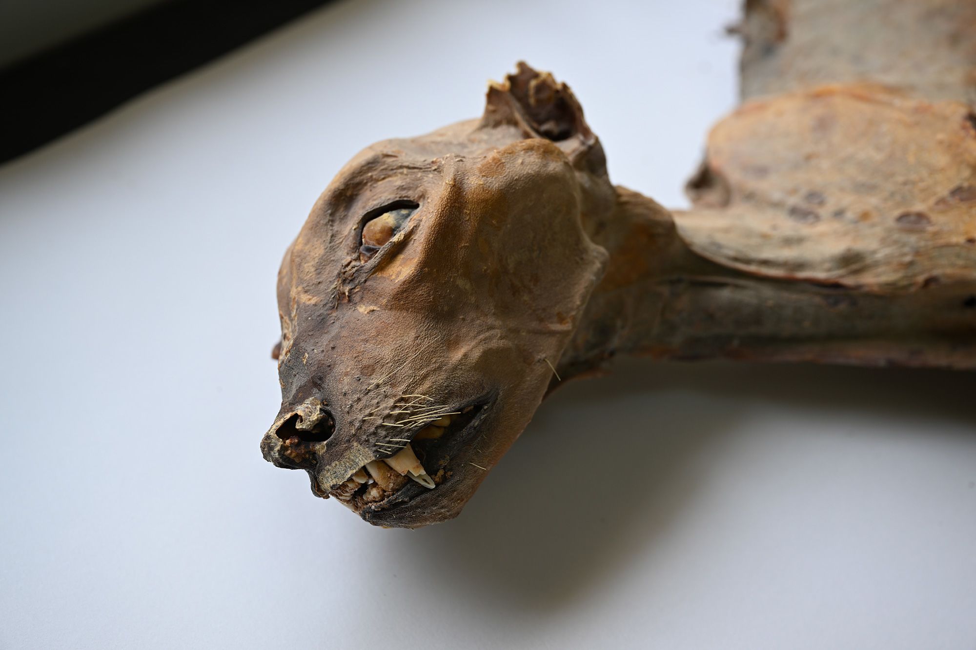 A cave environment and its hyper-arid conditions contributed to the cheetahs' mummification, researchers found.