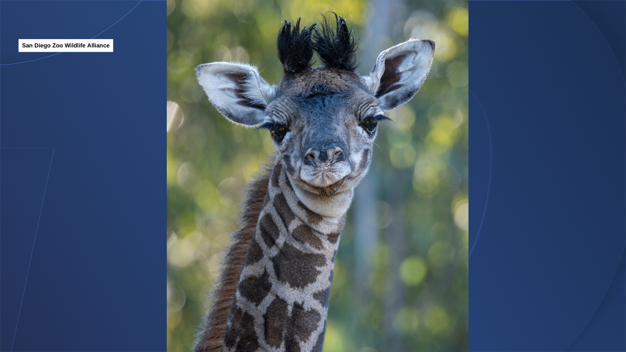 GENERIC CURTAINS (4).png