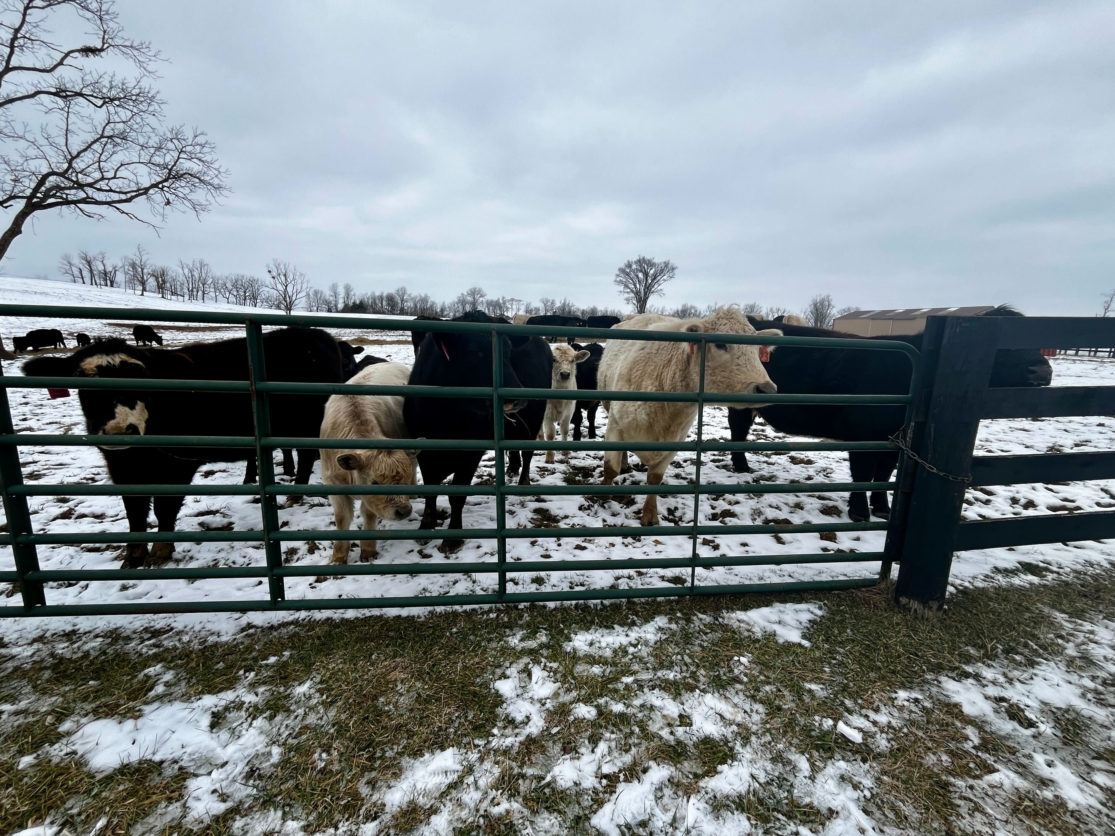 Farm Bill