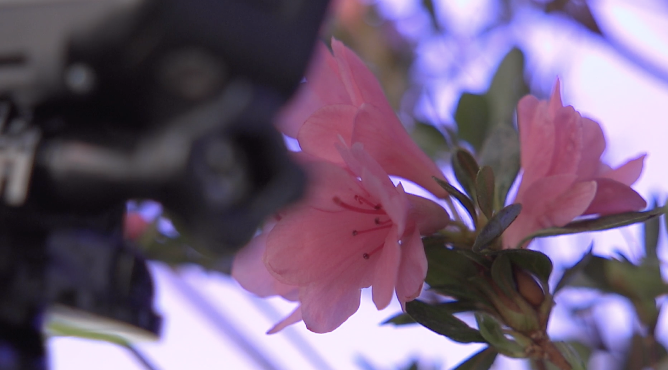 The plants that are a part of the "Arcadia" installation are native to Virginia. After the year-long exhibit wraps up, they will be planted around the campus of George Mason University.