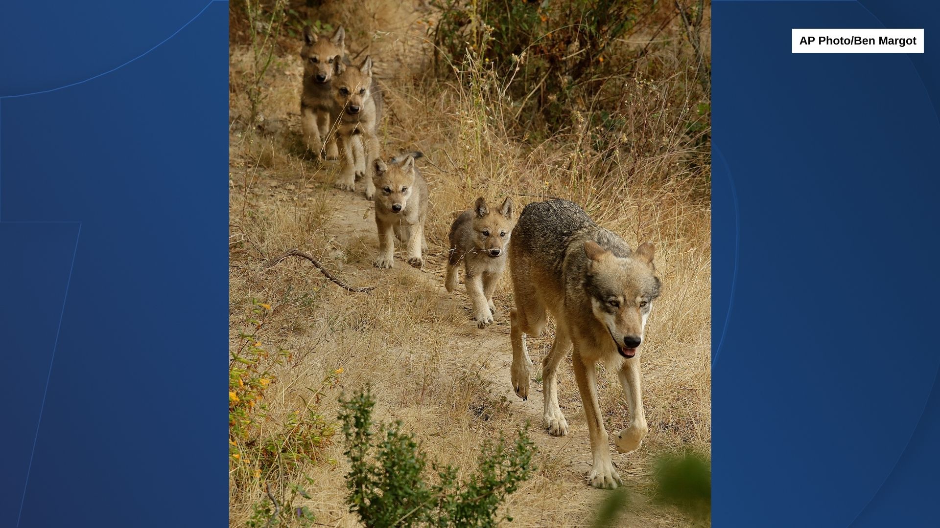 grey wolf pack