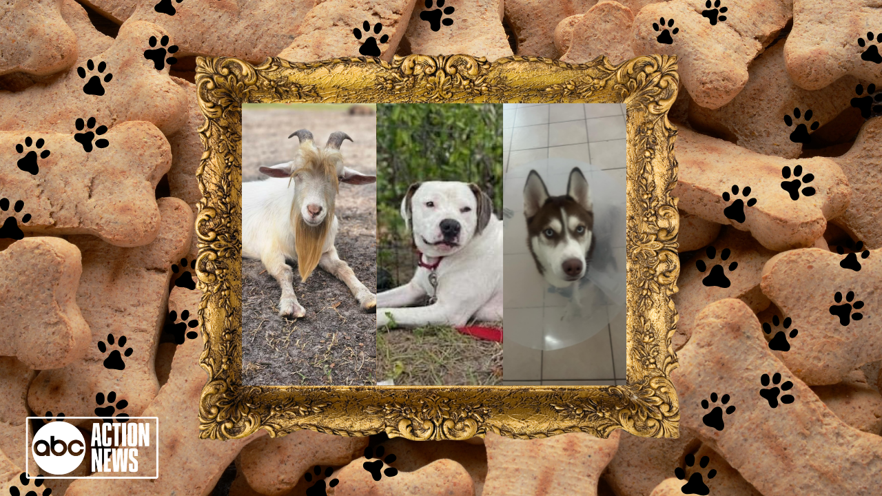 rescues in action goat dog dog.png