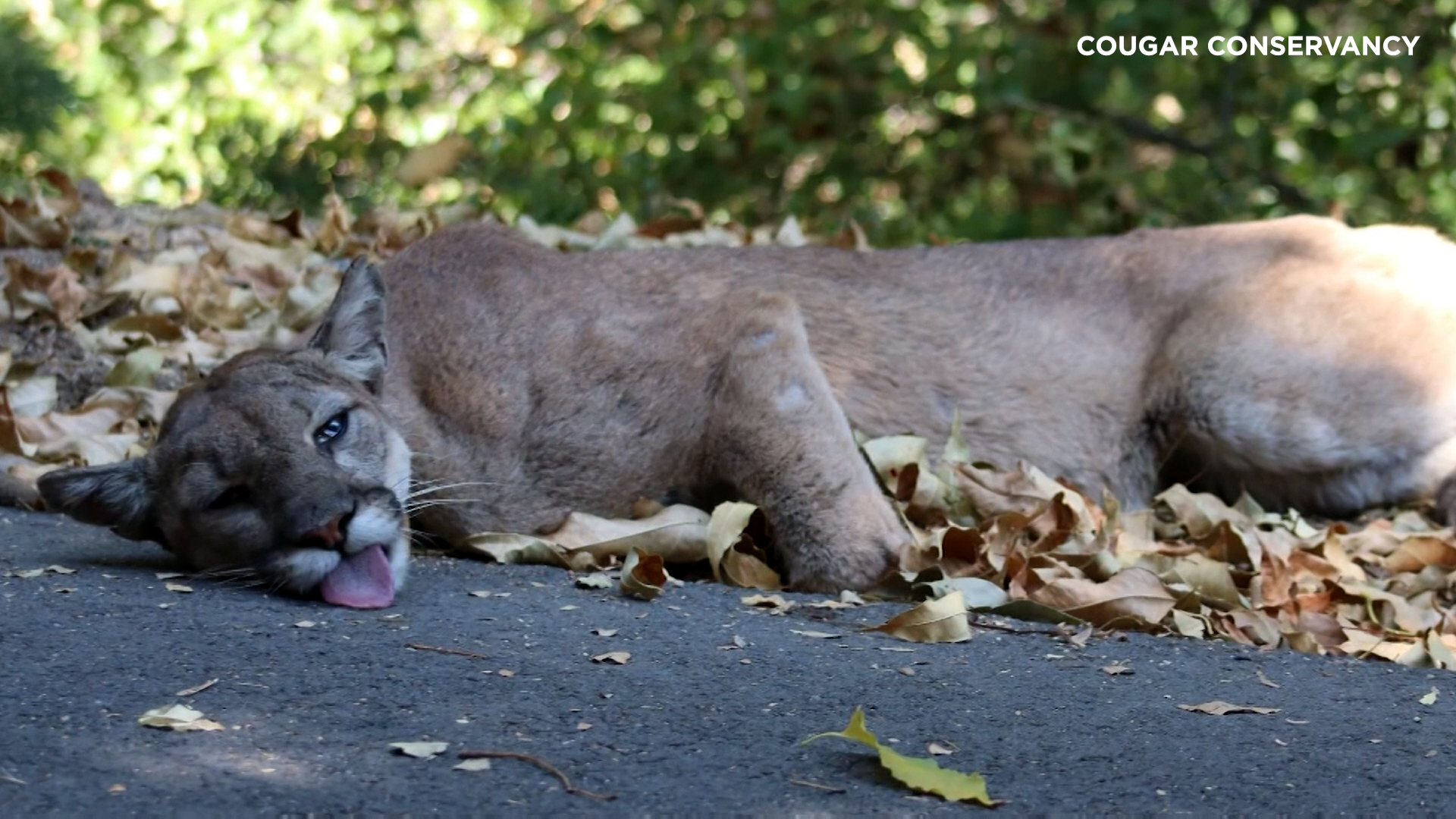 Cougar rescued from wildfire recovering from burns