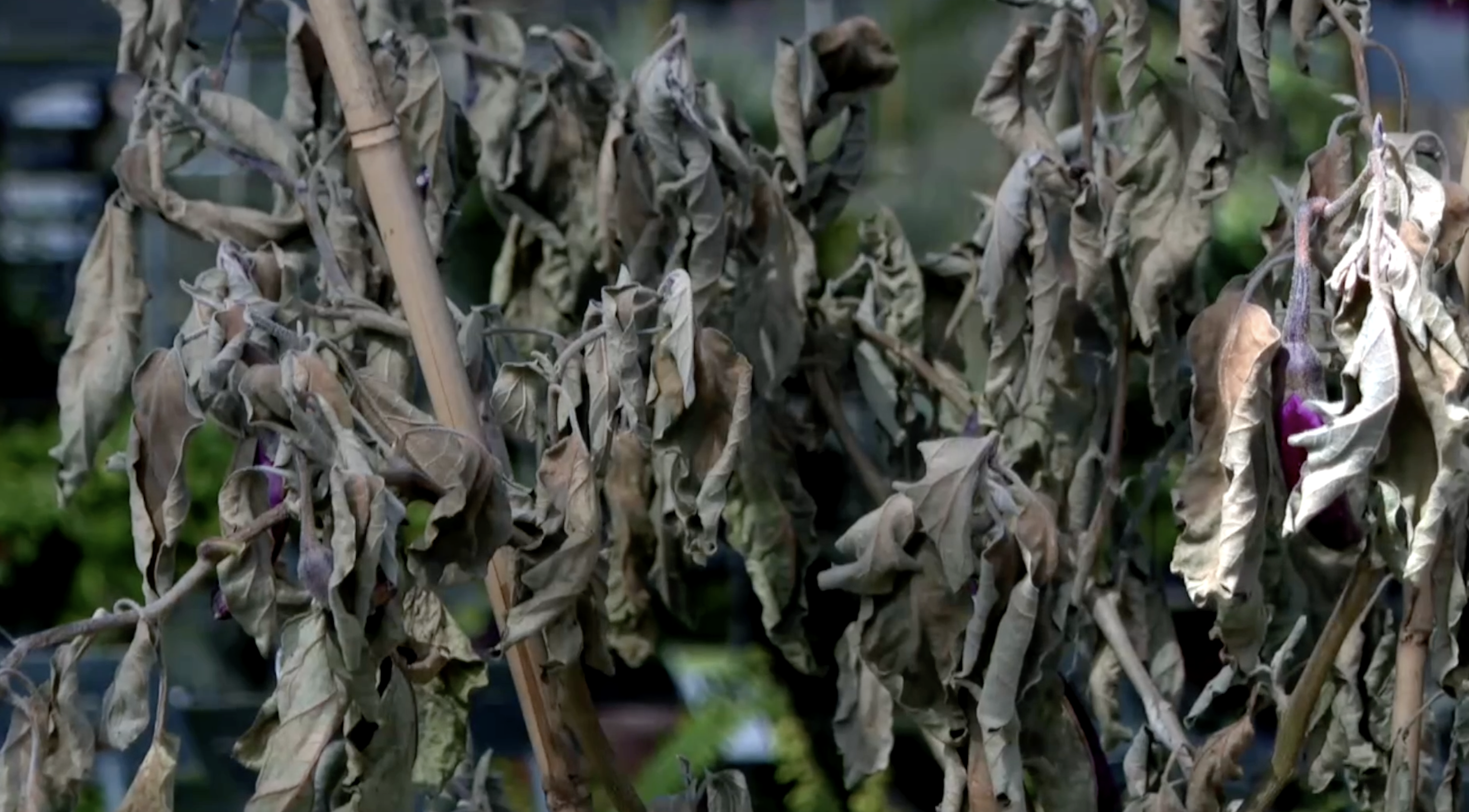 dead leaves thumbnail .png