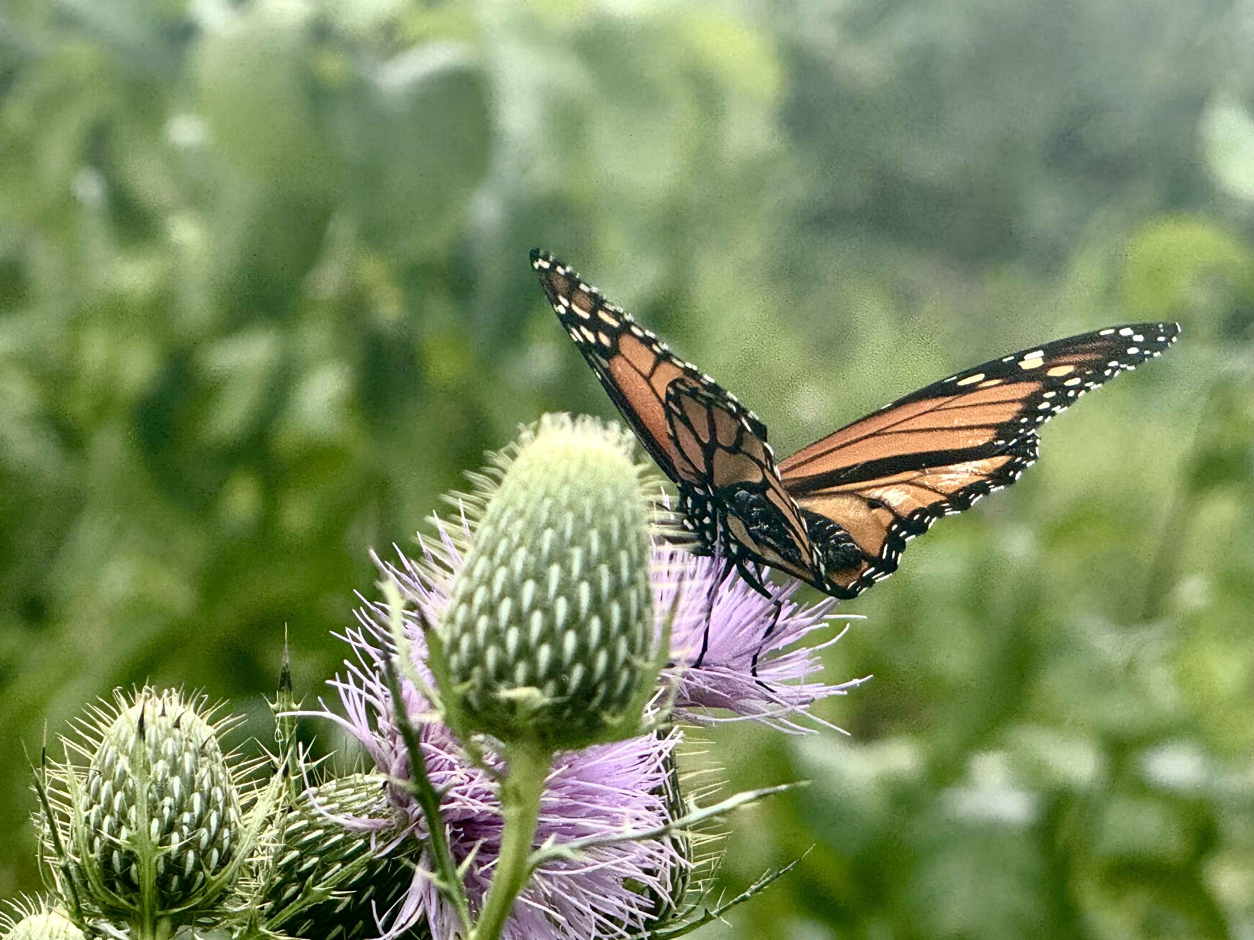 Monarch Butterfly 