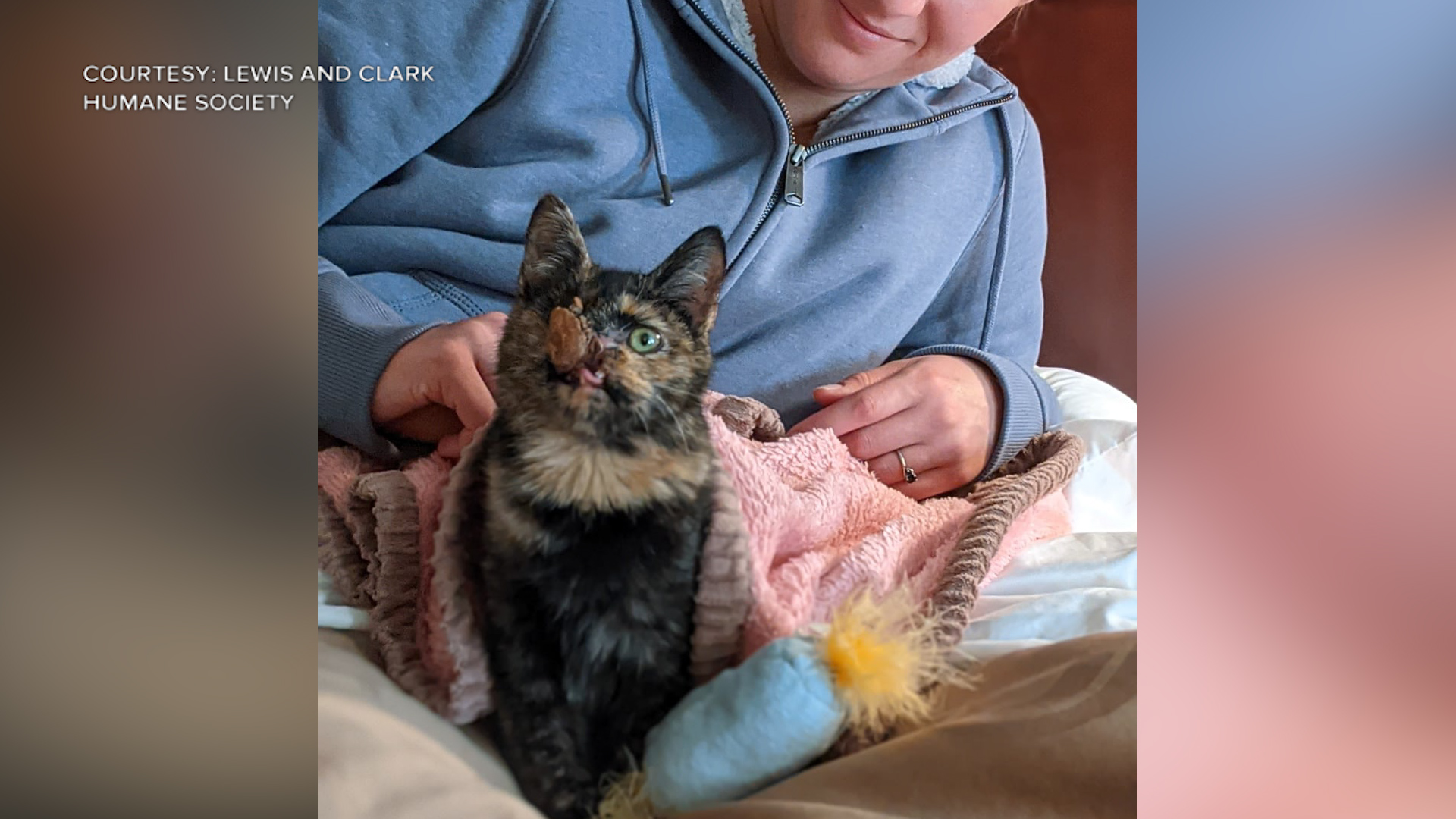 Kitten gets chance at a happy life, thanks to donors