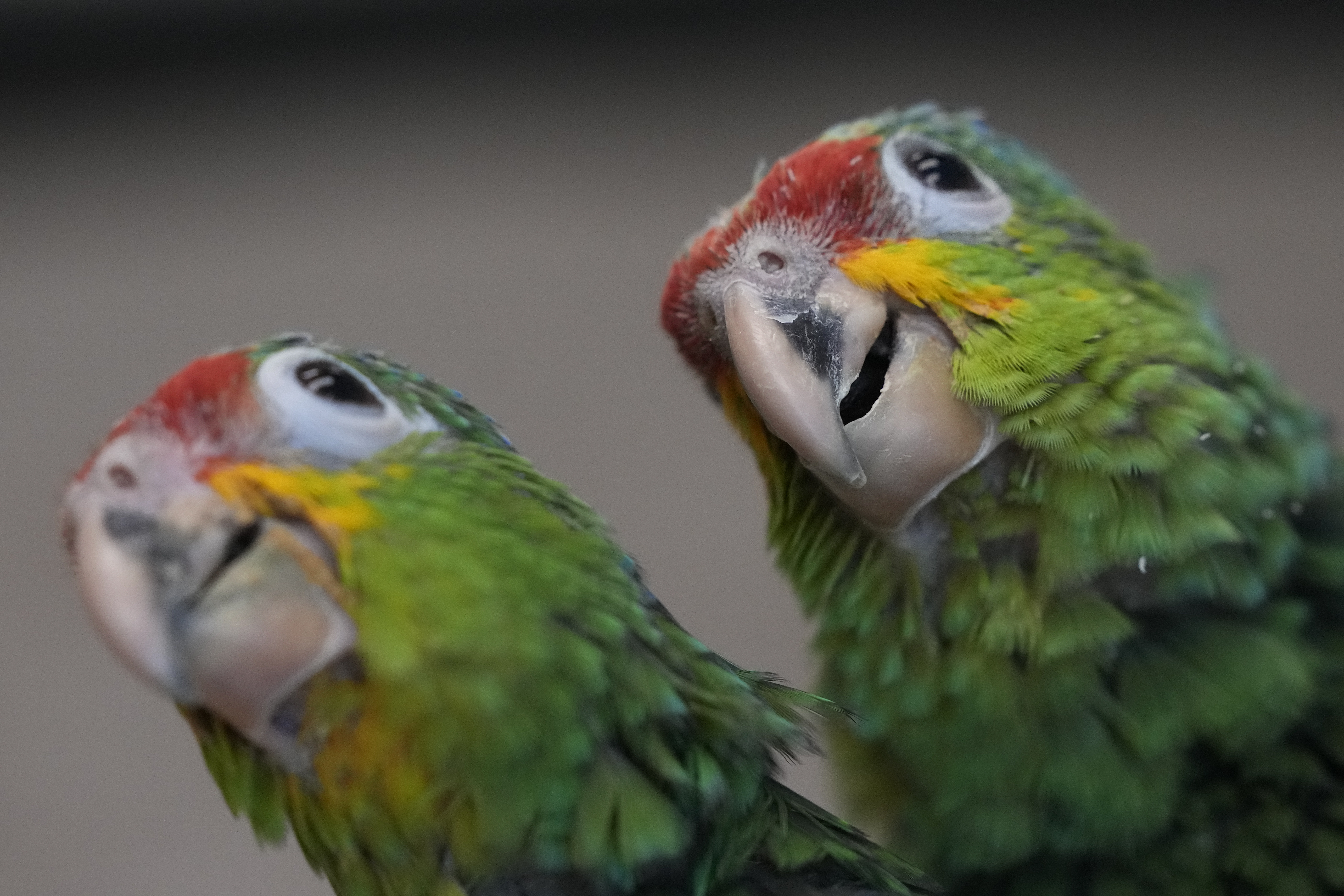 Amazon parrots investigate their environment at Rare Species Conservatory Foundation in Loxahatchee, May 19, 2023