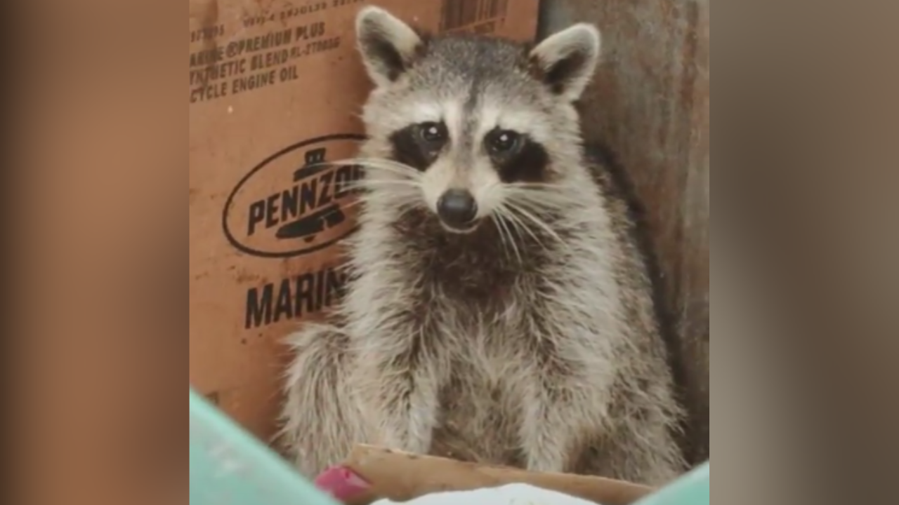 Sarasota raccoon sheriffs office.png