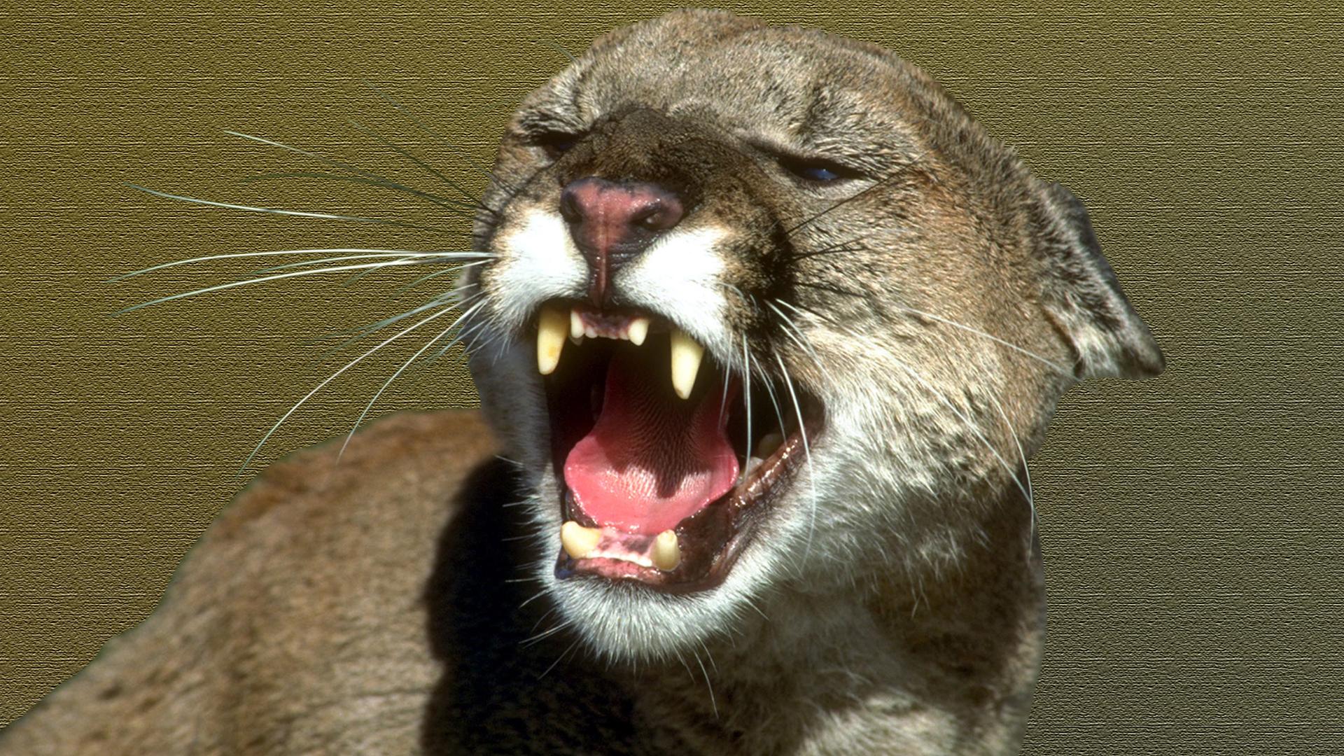 Mountain Lion (FILE)