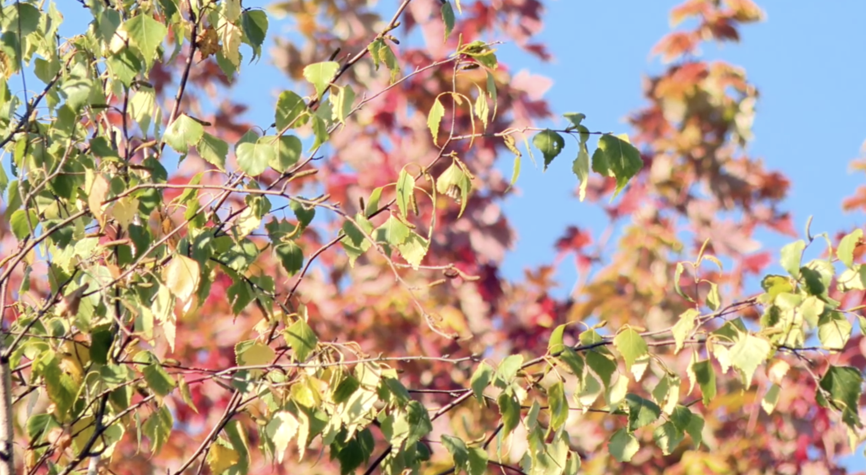 Fall colors to turn early due to dry September