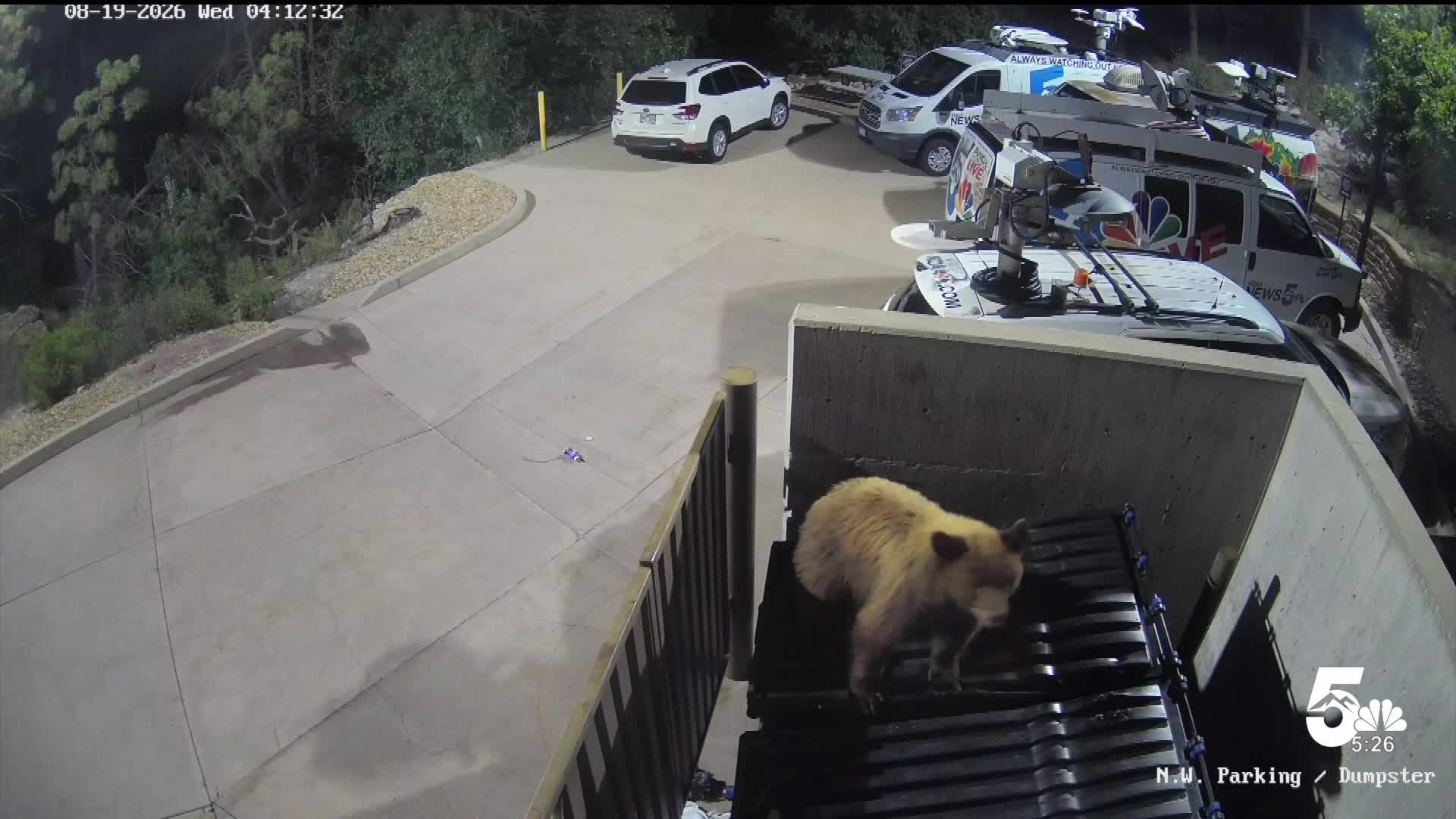 Bear at News5
