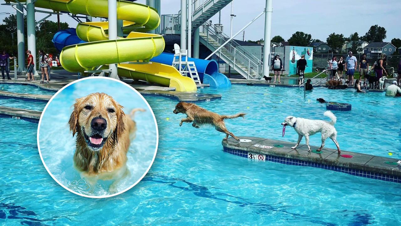 doggos.jpg