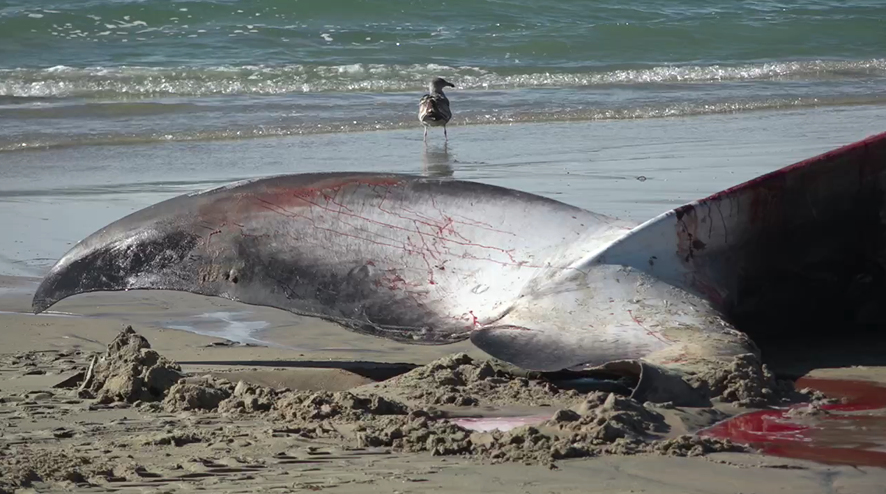 52ft whale washes ashore in Pacific Beach