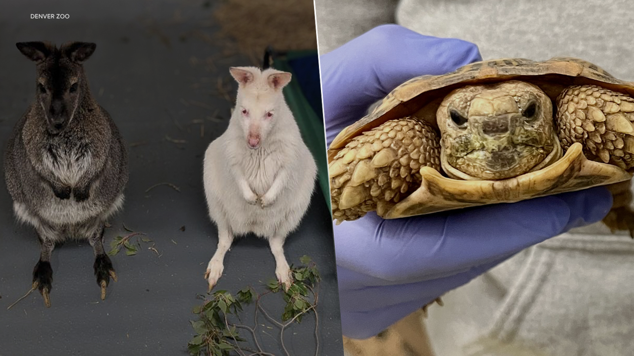 denver zoo rescue animals seaquest littleton.png