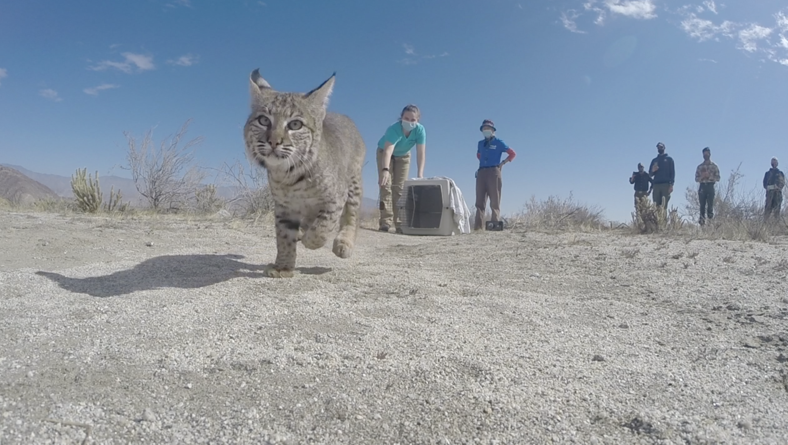 sdhs bobcat release.png