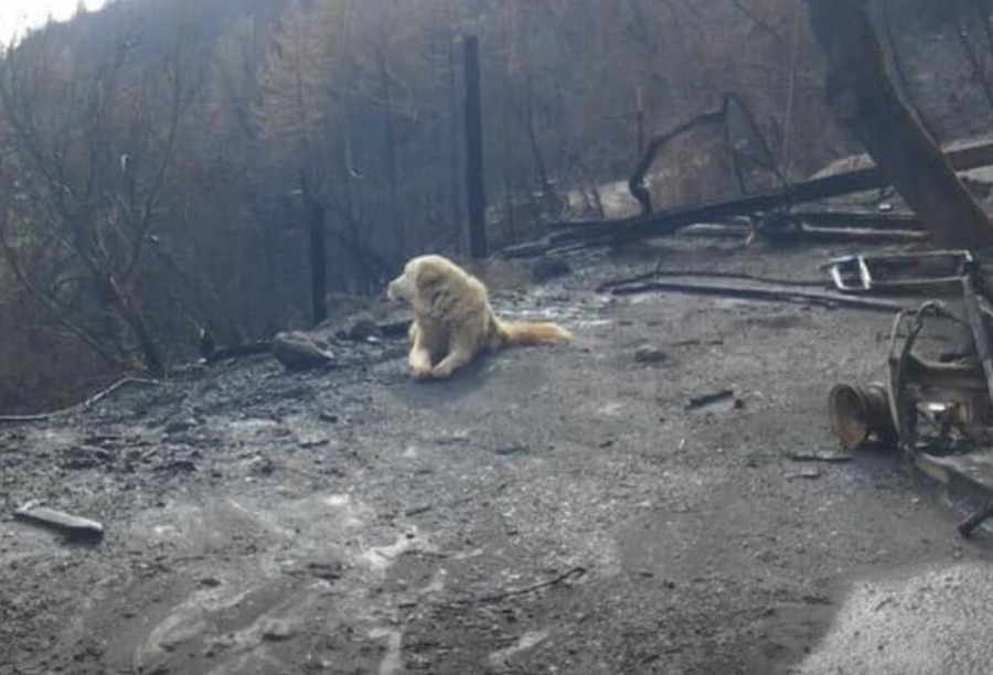 camp fire paradise dog guarding property