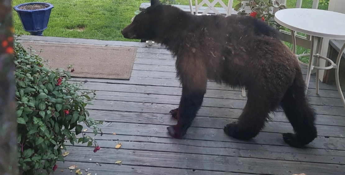 Bear