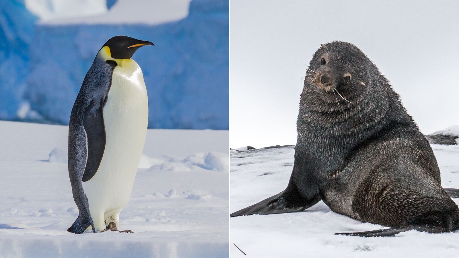 Emperor Penguin (left) and Antarctic Fur Seal (right). The International Union for the Conservation of Nature designated these two species as "endangered" today.