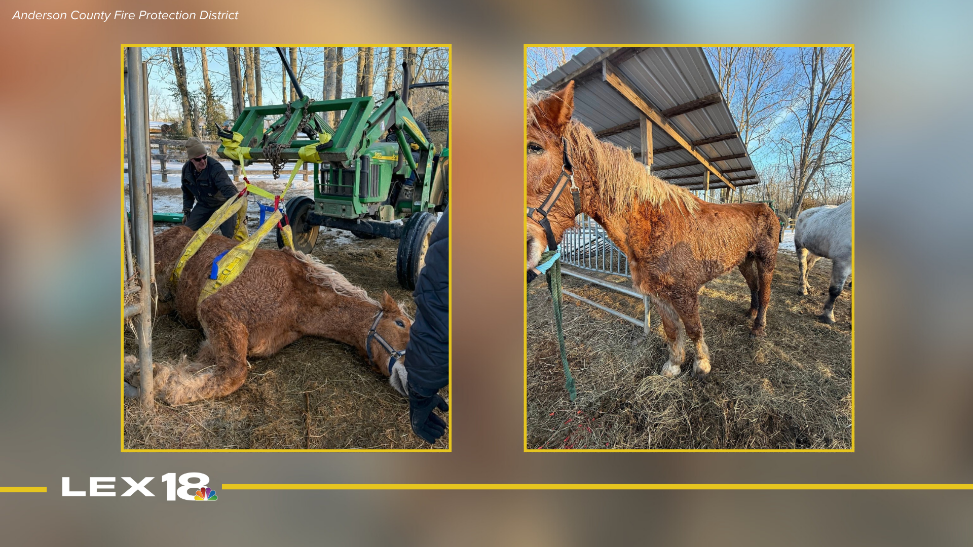 Woodford, Anderson County fire departments rescue horse