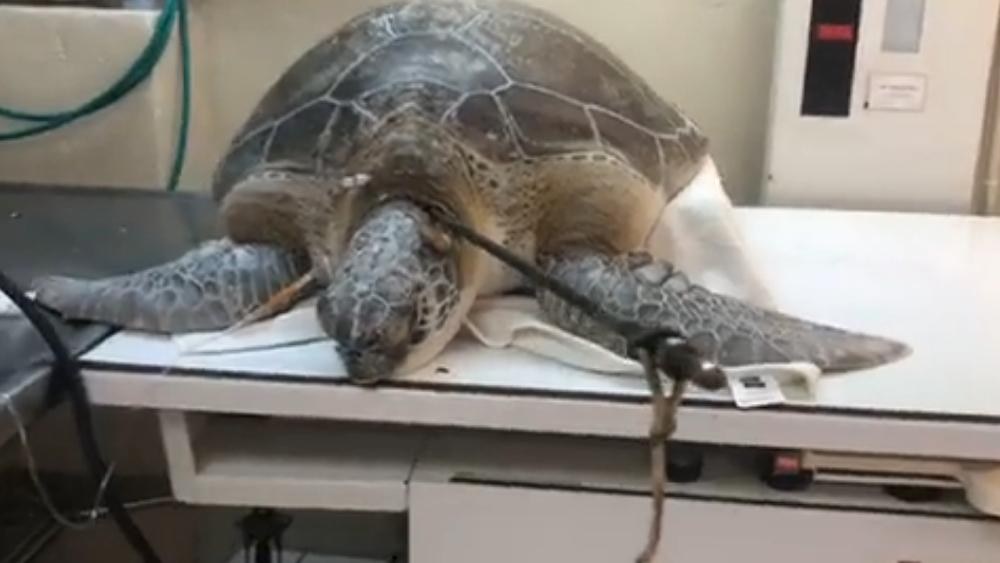 speared-turtle.png