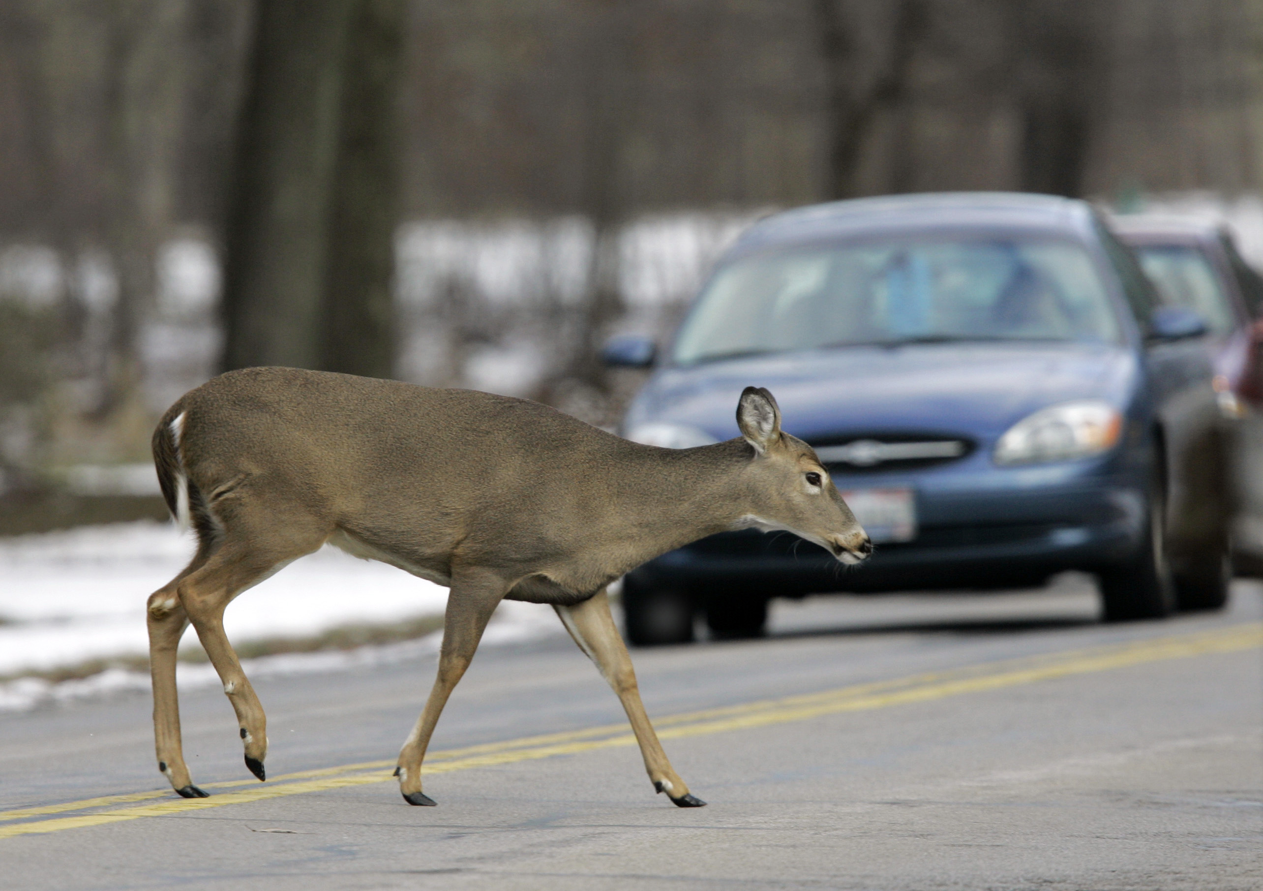 Car Deer Collisions