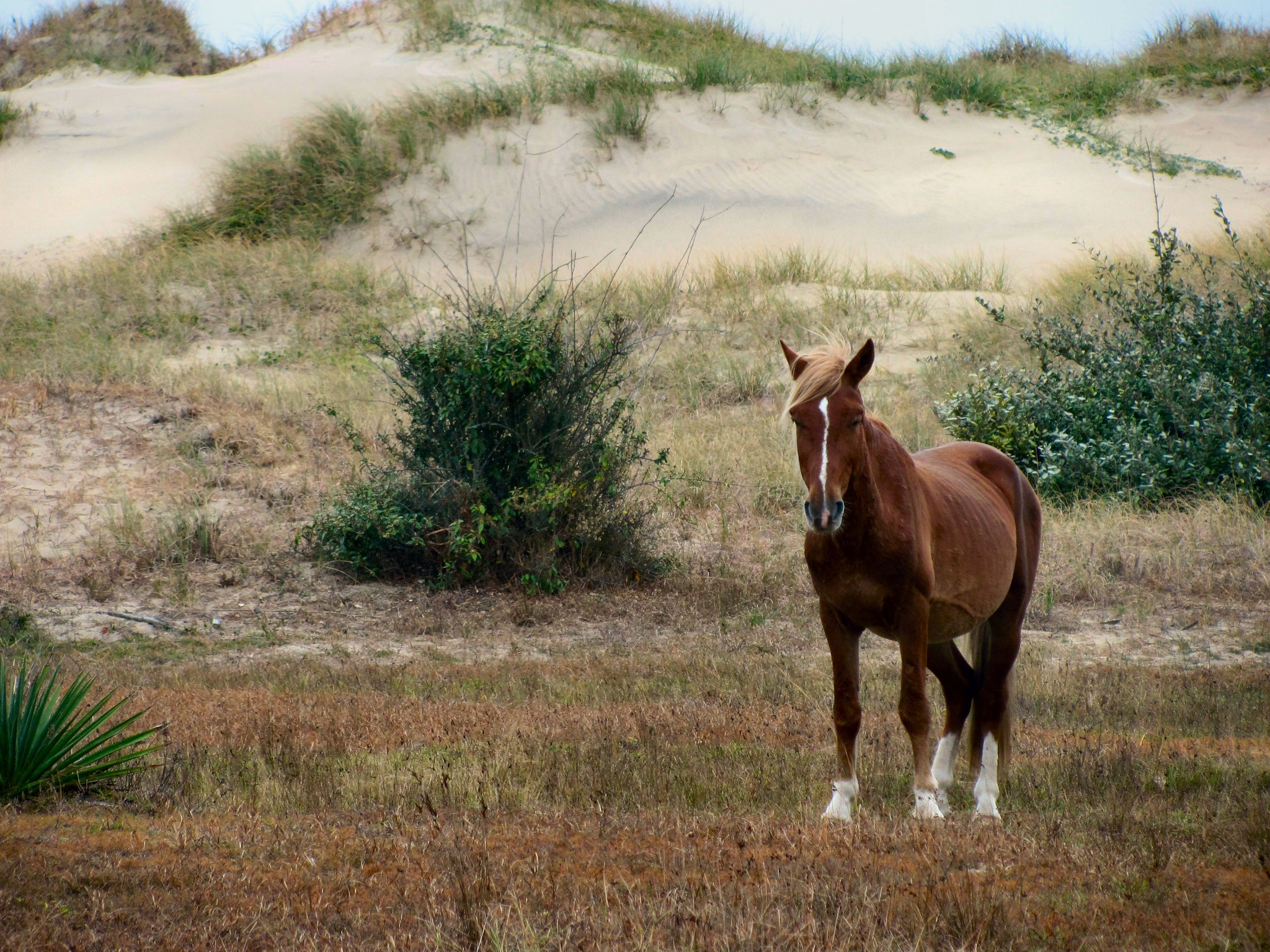 Topnotch, Corolla Wild Horse Fund