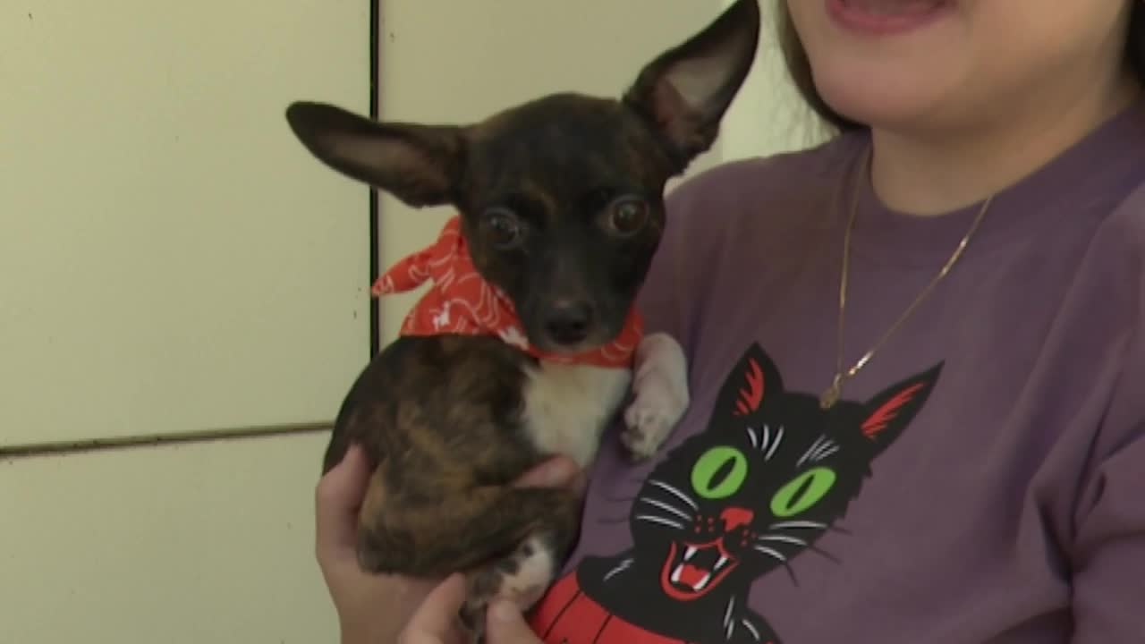Lexington Humane Society Seeks Community Donations for Shelter Dogs