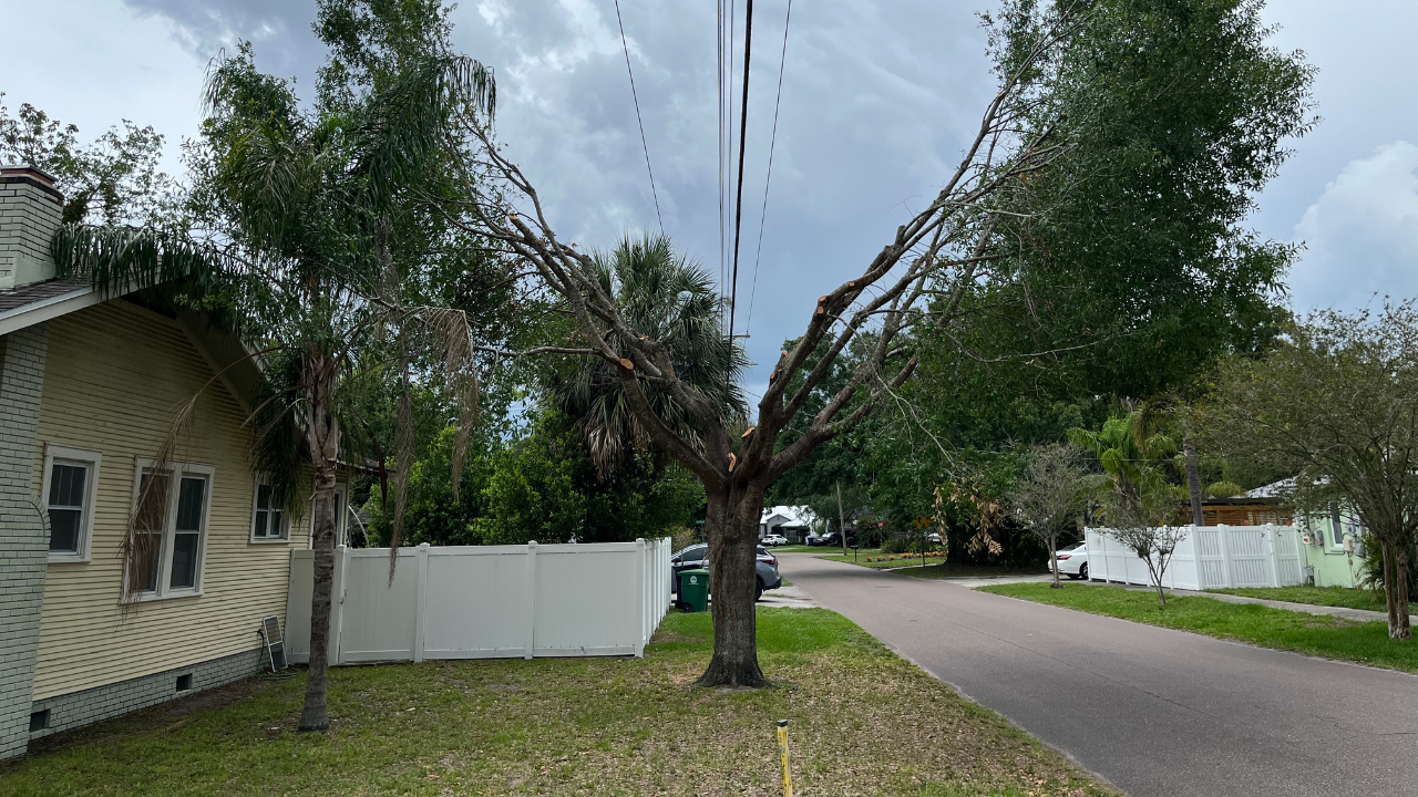 Some in Tampa neighborhoods say TECO "butchered" their trees 