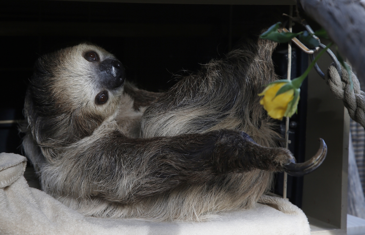 Zoos turn to social media to delight, raise money amid virus