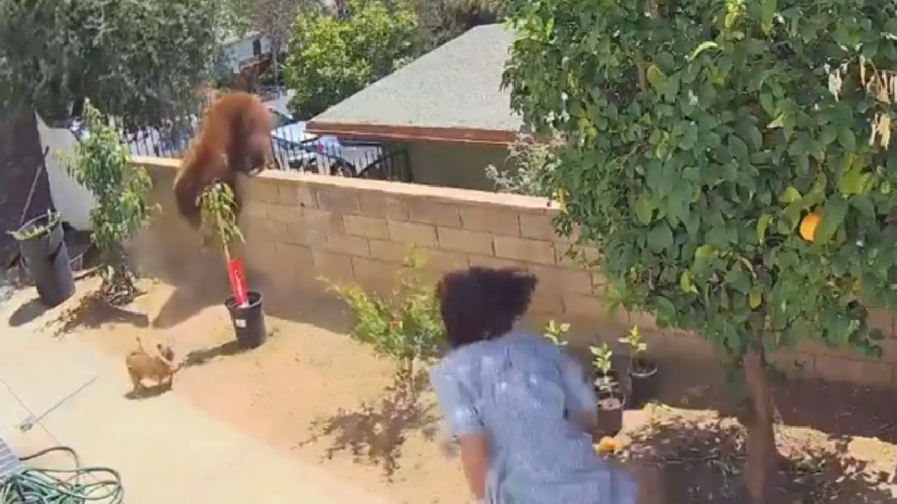 BearRescue.jpg