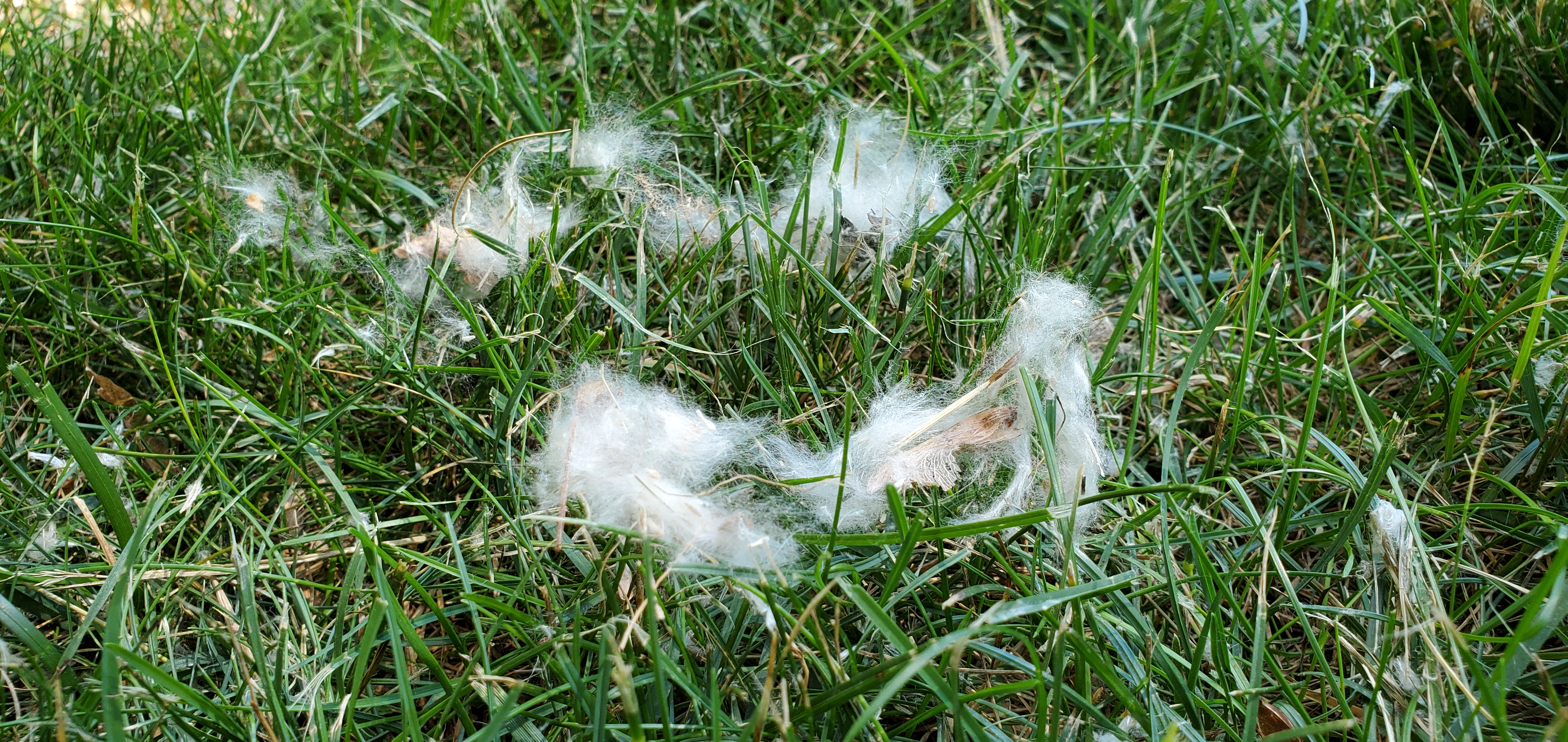 Cottonwood